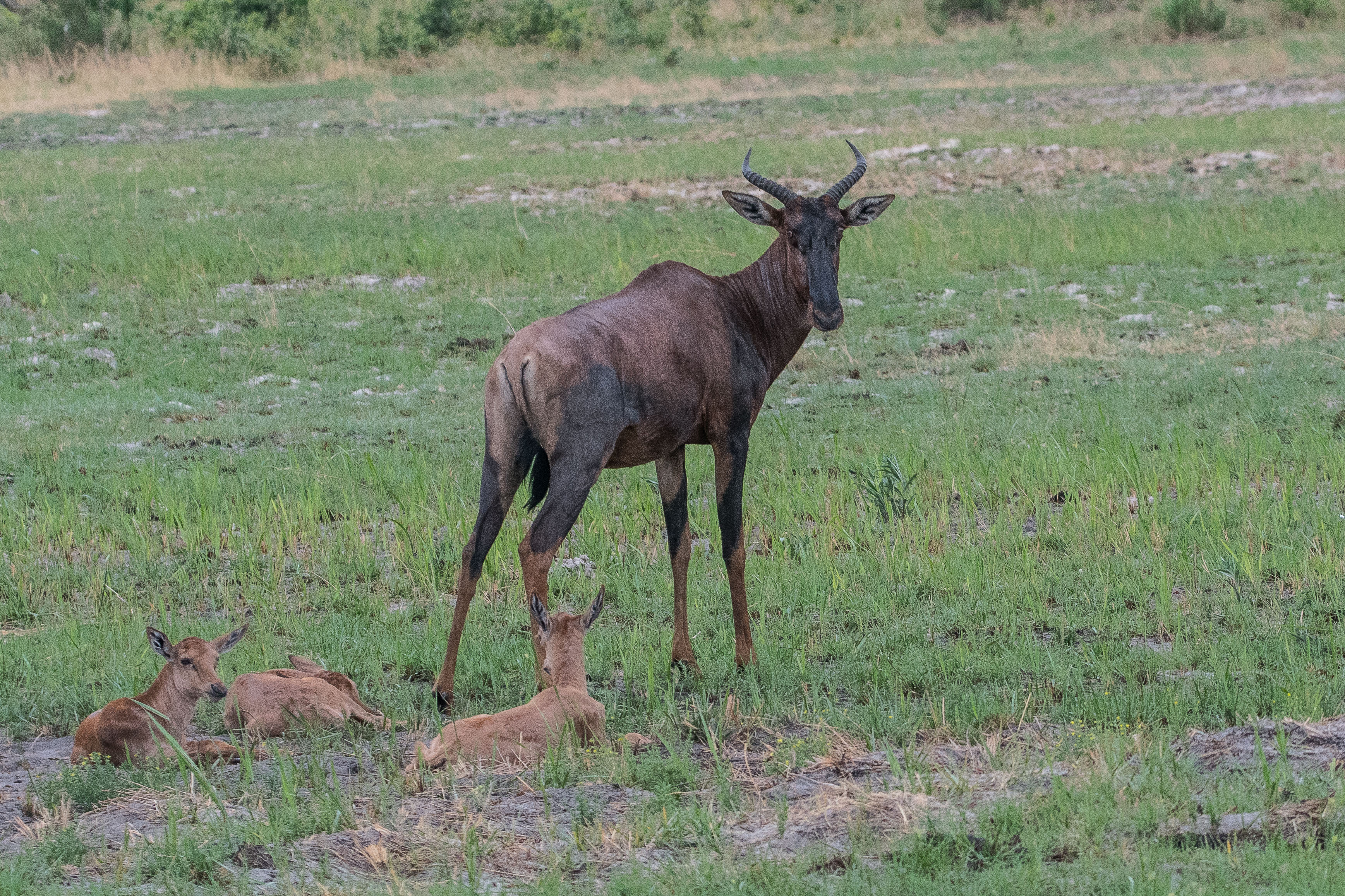  Damalisques communs ou Sassabis  (Tsessebe, Damaliscus lunatus), adulte gardant une crèche de 3 veaux, Shinde, Delta de l'Okavango, Botswana.